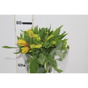 ALSTROEMERIA FLORIDA 080 CM
