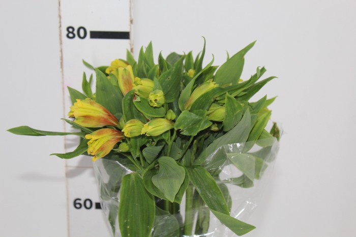 <h4>ALSTROEMERIA FLORIDA 080 CM</h4>