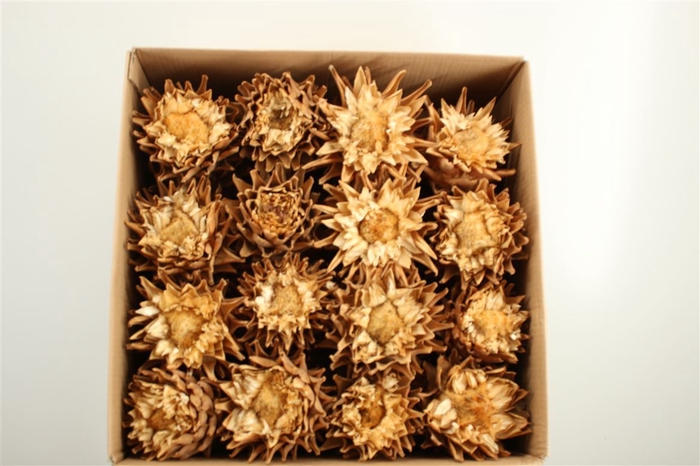 <h4>Dried Cynara Heads Big Nat. P Stem</h4>