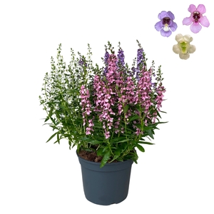 Angelonia Trio