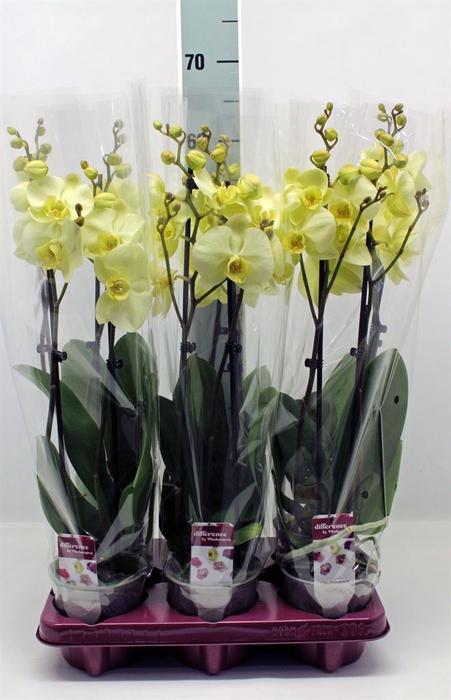 <h4>Phalaenopsis   ...</h4>