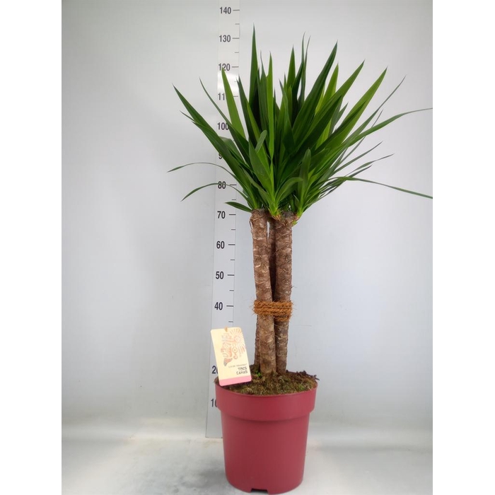 <h4>Yucca elephantipes   ...</h4>