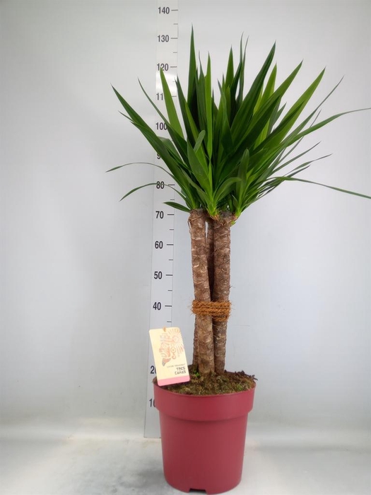 Yucca elephantipes   ...