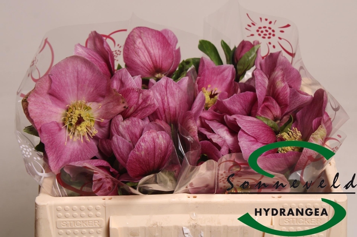 <h4>HELL AAR BELLA PINK</h4>