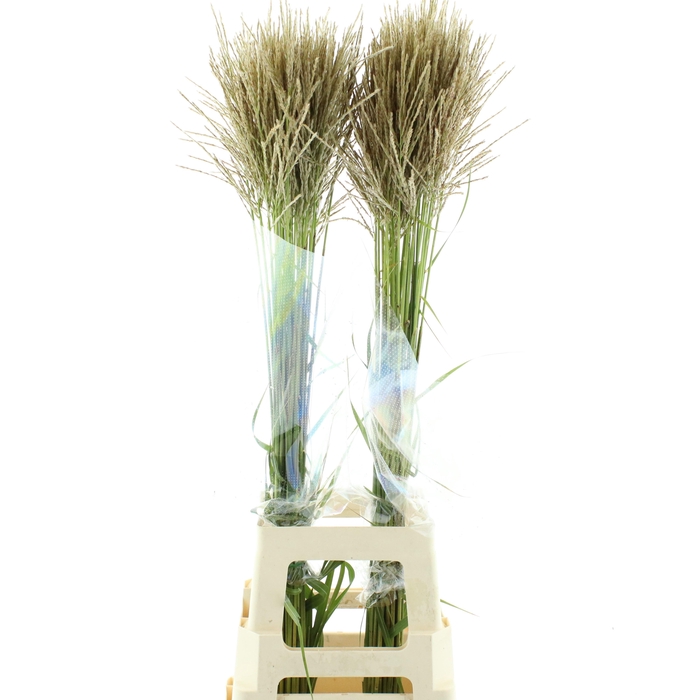 <h4>MISC SINENSIS OV</h4>