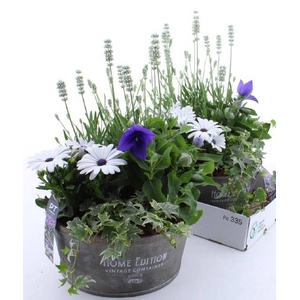 ARR TUINPLANTEN