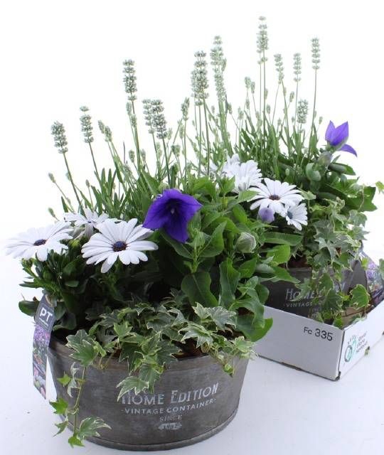 <h4>ARR TUINPLANTEN</h4>