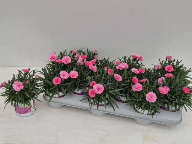 <h4>DIAN I LOVE U</h4>