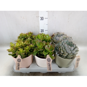 Succulents   ...