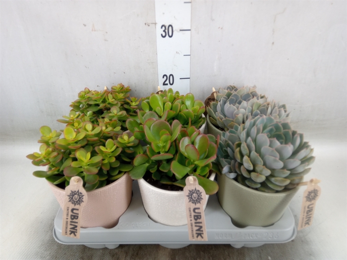<h4>Succulents   ...</h4>