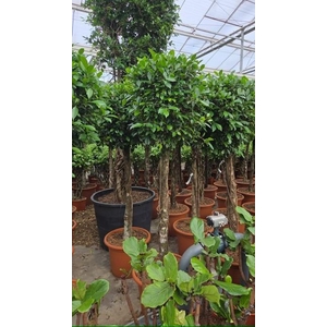 Ficus Nitida