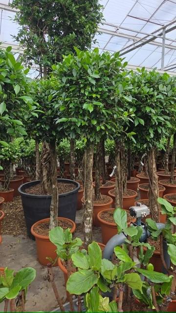 <h4>Ficus Nitida</h4>