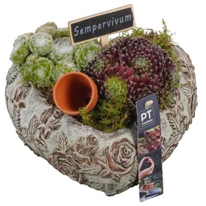 PTS7461 Arrangement Sempervivum in beton hart