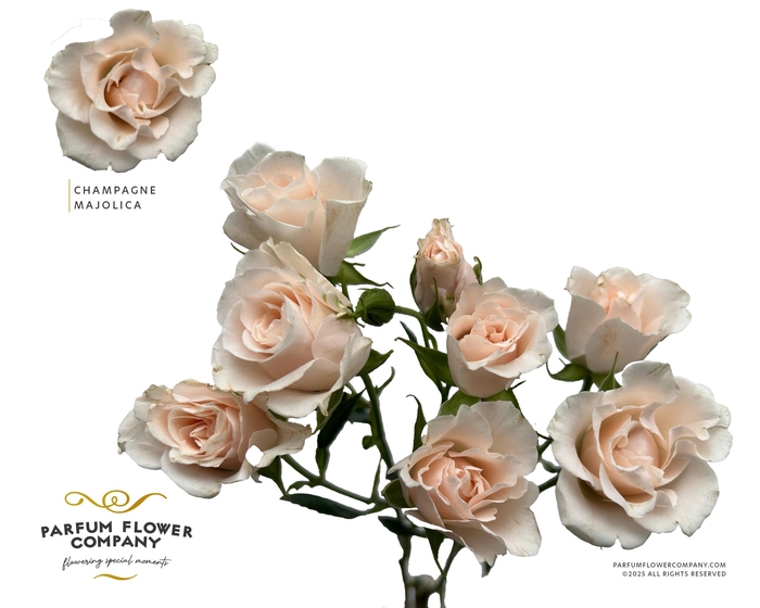 <h4>Rosa Spray Parfum Champagne Majolica</h4>