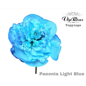 PAEONIA LIGHT BLUE