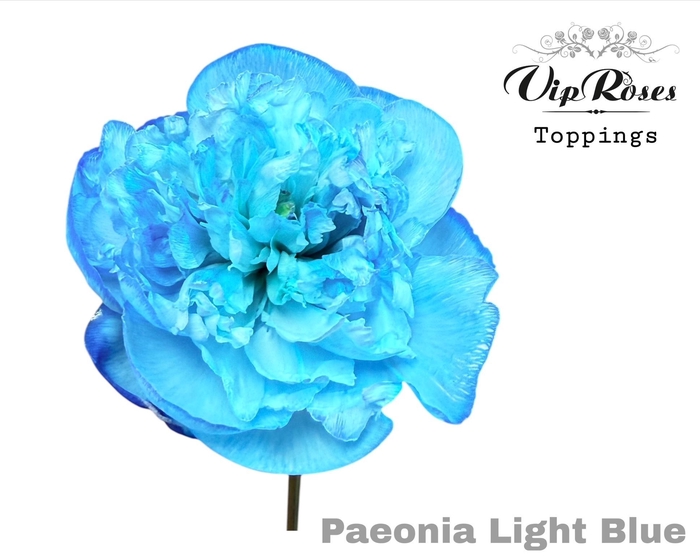 <h4>PAEONIA LIGHT BLUE</h4>