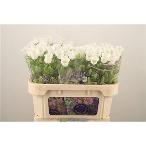 Campanula Med Champ White