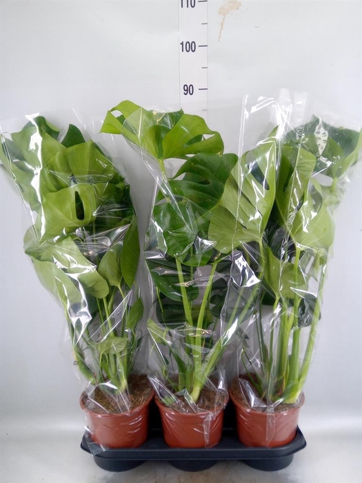 <h4>Monstera delic.</h4>
