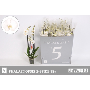 PHAL OV WIT