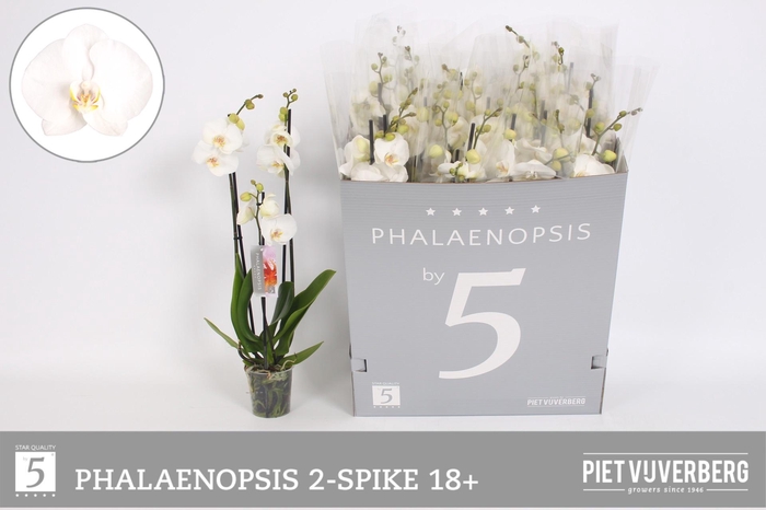 <h4>PHAL OV WIT</h4>