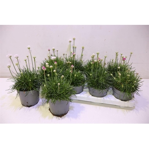 arr8 Armeria Maritima Mixtray