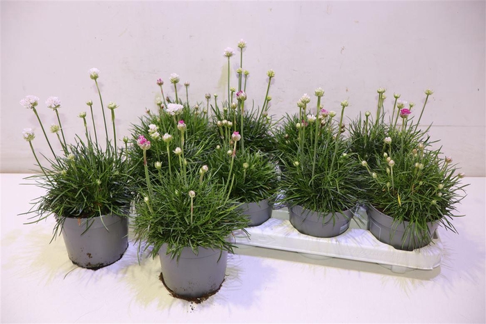 <h4>Armeria Maritima Mixtray</h4>