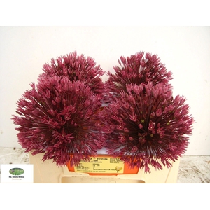 ALLIUM OV