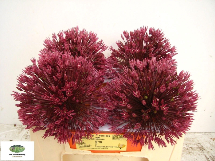 <h4>ALLIUM OV</h4>