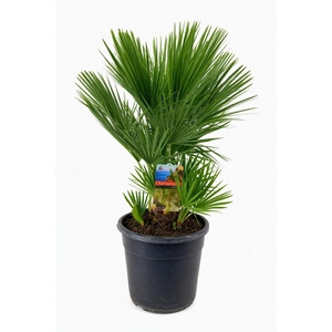 Chamaerops Humilis