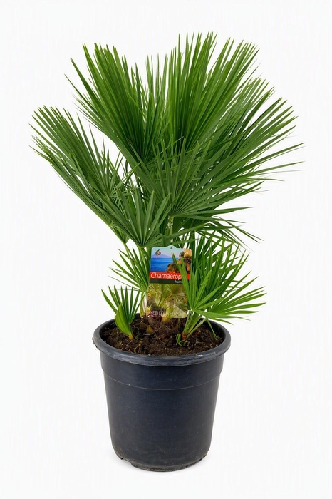 <h4>Chamaerops Humilis</h4>