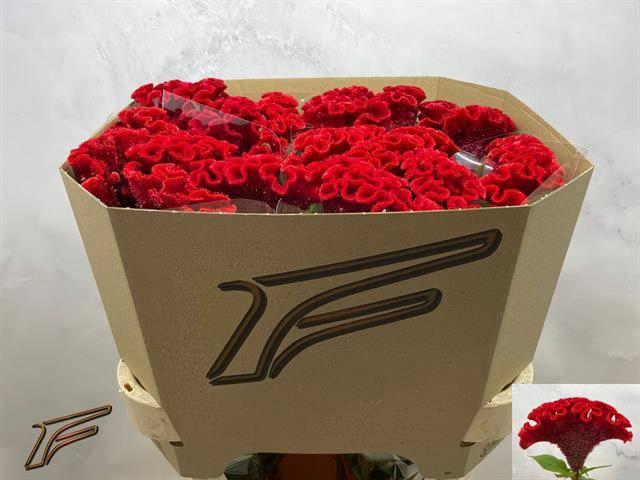 <h4>CEL C RED ACE</h4>