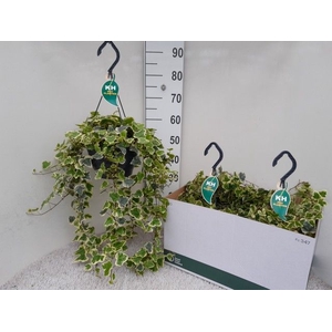 Hedera Helix White Wonder 23Ø 60cm