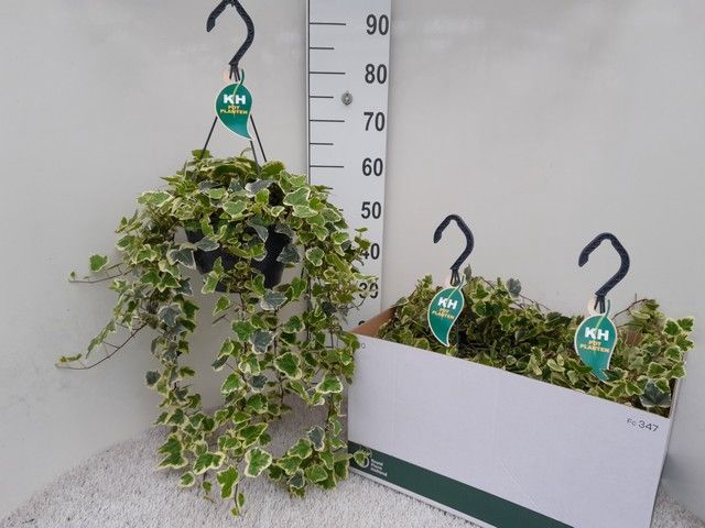 Hedera Helix White Wonder 23Ø 60cm