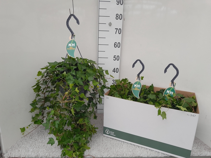 <h4>HED HE WONDER</h4>