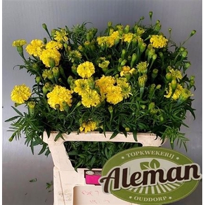 Tagetes Er Promise Yellow