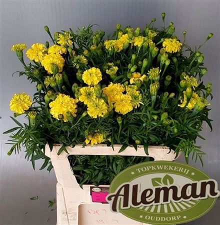 Tagetes Er Promise Yellow