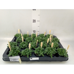 Delosperma echinatum