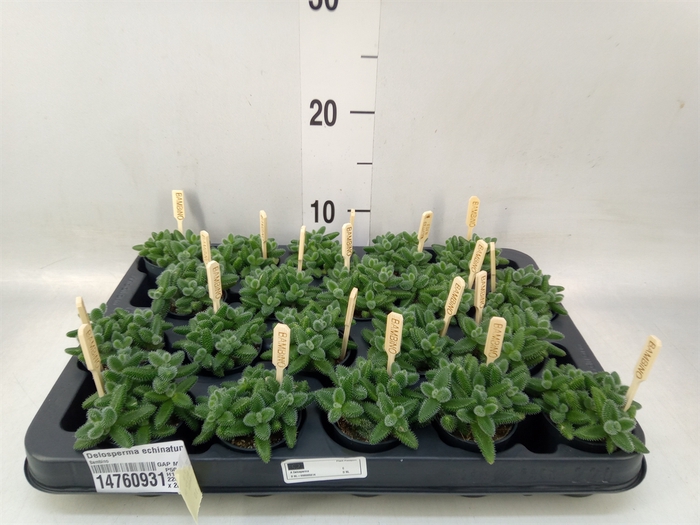 <h4>Delosperma echinatum</h4>