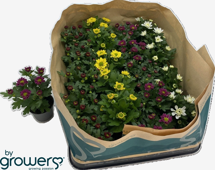 <h4>CHRYS GEM 6 KL</h4>