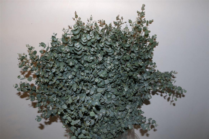 <h4>Euca Gunny 300gr P Bunch</h4>