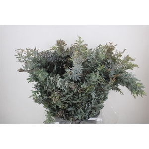 Mimosa Baleana P Bunch