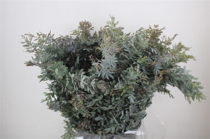<h4>Mimosa Baleana P Bunch</h4>