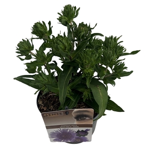 Stokesia laevis 'Mega Mels'® sense