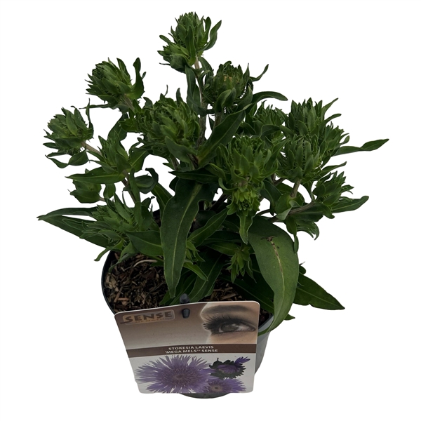 <h4>Stokesia laevis 'Mega Mels'® sense</h4>