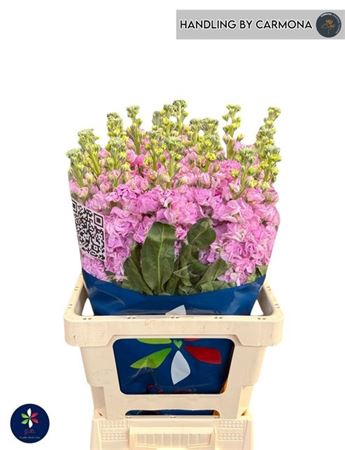 Matth Iron Pink