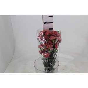 CRAVO SPRAY MISS TRENDY 060 CM