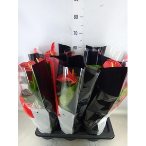 Anthurium andr. 'Madural'