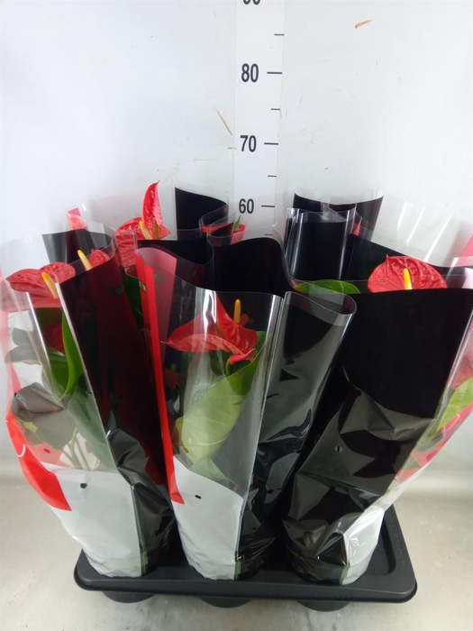 <h4>Anthurium andr. 'Madural'</h4>