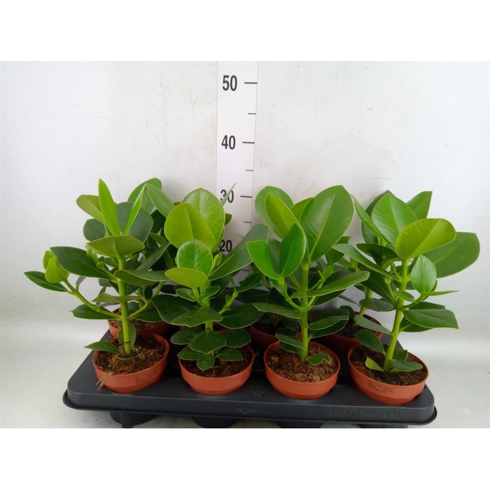 <h4>Clusia rosea 'Princess'</h4>