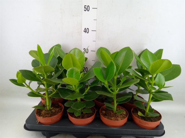 <h4>Clusia rosea 'Princess'</h4>